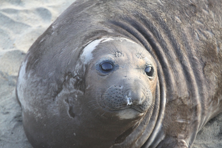 elephant seals